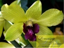 Domenique Pereira - Organiza��o de Eventos.