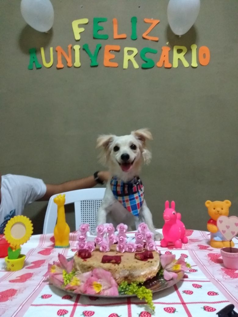 Temas de eventos incríveis: festa para pets