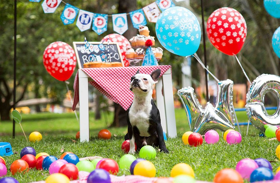 Temas de eventos incríveis: festa para pets