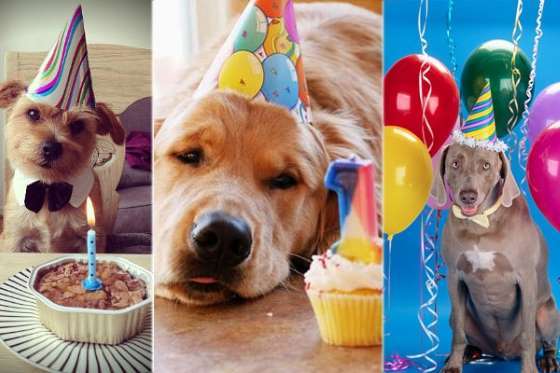 Temas de eventos incríveis: festa para pets