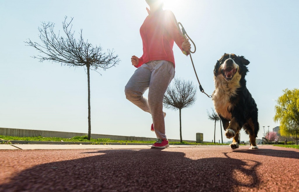 Pets em eventos: como lidar