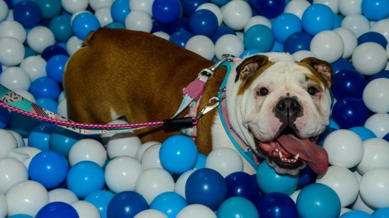 Pets em eventos: como lidar