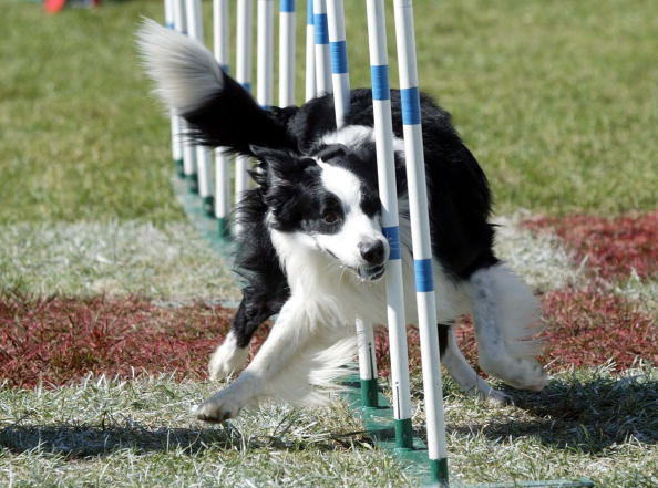 Pets em eventos: como lidar