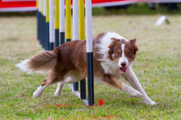 Pets em eventos: como lidar