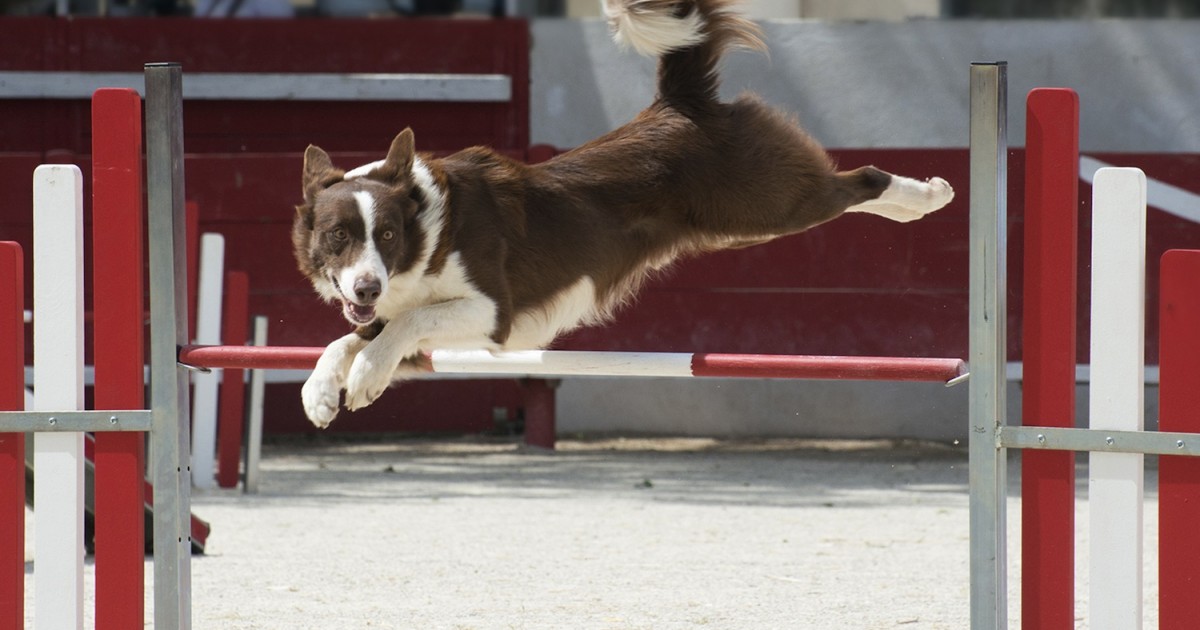 Pets em eventos: como lidar