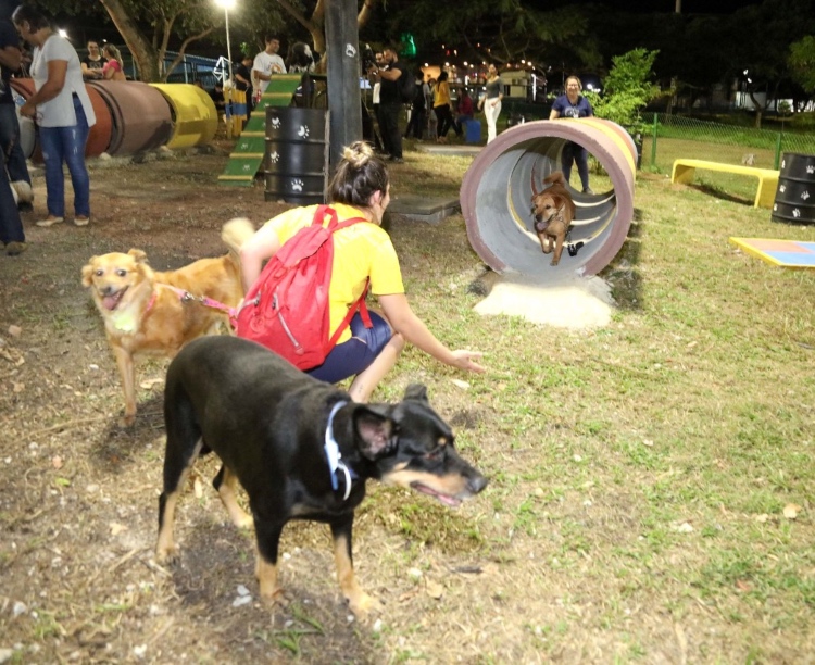 Pets em eventos: como lidar