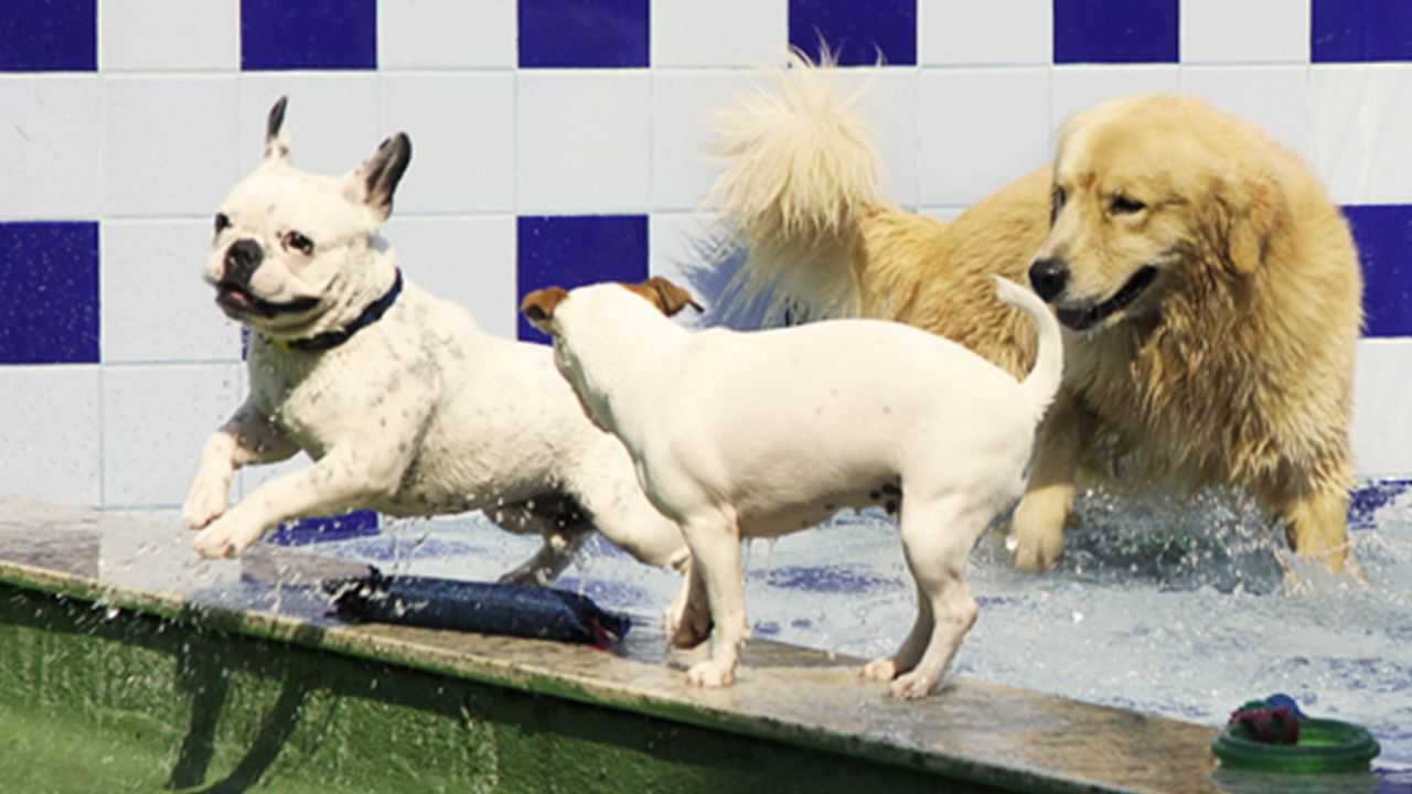 Pets em eventos: como lidar