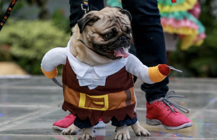 Pets em eventos: como lidar