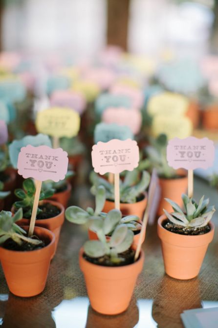 Plantinhas como Lembrança de Casamento