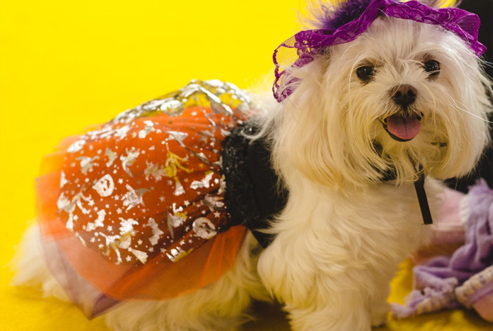 Pets em eventos: como lidar